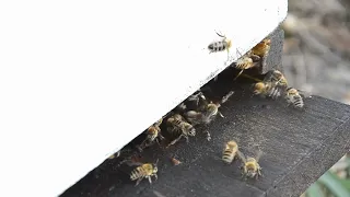 What are German Black Bees Apis Mellifera Mellifera Dark European honey bees