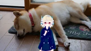 ロリに負ける YOWASUGI 