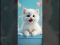 Adorable cat song video YouTube short
