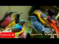 Download Lagu Suara pikat burung kecil jernih di jamin ampuh auto di serbu#mikat #birds #burungkicaudialamliar 