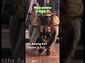 Download Lagu Putra Barong \u0026 Kris Dance 🧑‍🎨🎠 #dance #drama #culture #batubulan #good vs #evil #travelvlog