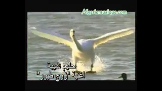              حليم شيبة دندنها
