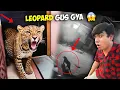 Download Lagu Leopard 😱 Ghr Mein Gus Gya | SW Pet House Please Help 🙏