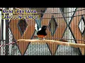 Download Lagu Kretekan Murai Keras || Singing Birds || пение птиц || นกร้องเพลง