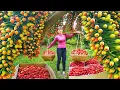 Download Lagu Buy Tons Lychee Fruit \u0026 Harvesting Lychee Fruit Go To Market Sell | Phương Farm Life