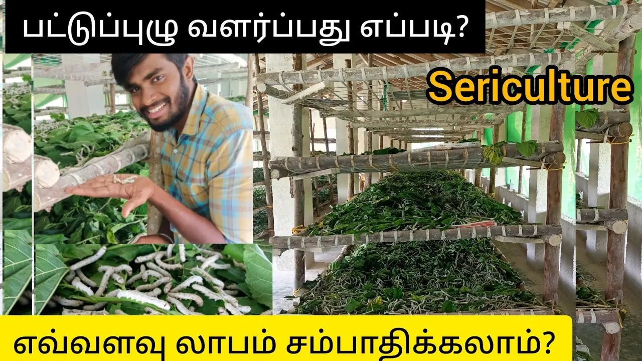 பட்டுப்புழு வளர்ப்பு|Sericulture Method|Pattu Pulu Valarpu In Tamil|Farmers View