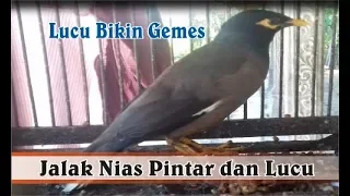 burung jalak nias suka ngomel ngomel pinter lucu dan menggemaskan