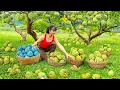 Lagu TIMELAPSE -- Harvest 100Kg Giant Custard Apples Go to Market Sell, Take Care 1000+ Chickens, Ducks