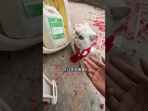 Today My Pet Cat Stole Some Money From Somewhere.
