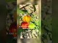 Ever seen a tiny pumpkin you can eat? This is the Dewandaru fruit!#shorts #youtubeshorts #shortvideo