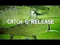 PROPER CATCH RELEASE