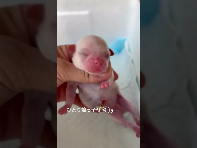動画