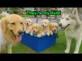 Download Lagu My Husky Really Thinks These 8 Golden Retriever Puppies Are His Own Kids!