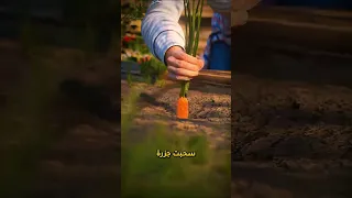 الحلال مايضيع ابدا 