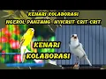Lagu KENARI KOLABORASI NGEROL #kenari #kenarigacor #kenarimania