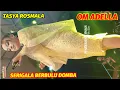 Download Lagu TASYA ROSMALA - SRIGALA BERBULU DOMBA ❗OM ADELLA LIVE WNB NGUJUNG TANJUNGSARI REMBANG