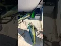 Lagu #Mahimahi #fishing #saltlife #mahislayer #boatlife