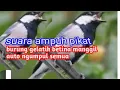 Download Lagu Suara ampuh pikat burung gelatik betina manggil jantan auto ngumpul semua