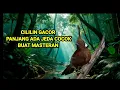 Download Lagu cililin gacor panjang ada jeda  cocok buat masteran burung anda ❗