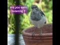Download Lagu Menguraikan apa yang dikatakan burung saya #vipinsclick #birdmemes #magpie #robin #oriental #birdsongs #birdsounds