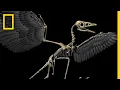 Download Lagu Zijn vogels moderne dinosaurussen? | National Geographic
