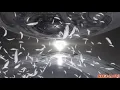 Code geass - impossible AMV