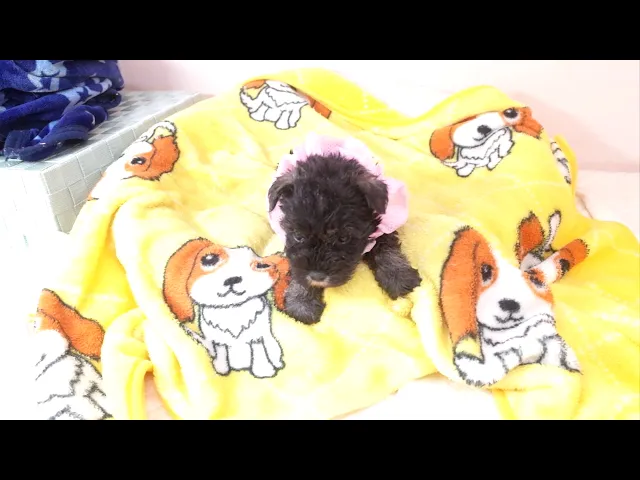 動画