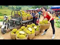 Lagu Harvesting 100 Jackfruit, Use Truck Transport Jackfruit Goes To Countryside Market Sell For Villager