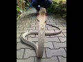 #WhatsApp #Status #Snake #Video #Short๐๐๐