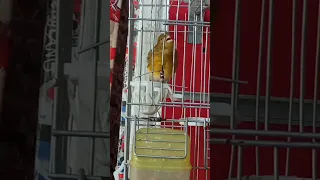 هجين البسبوس F2 ميلي سورا F2 الاب ميلي سوره والام كناري عمر 3اشهر يبدع فالغناء 