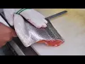 Download Lagu Proses Pembesaran Ikan Salmon Modern | Modern Salmon fish farm