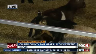 Last chance to catch the Collier County Fair this weekend - 7am live report