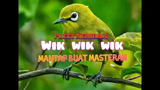 Download PLECI NEMBAK WIK WIK WIK PANJANG MANTAP BUAT MASTERING MP3