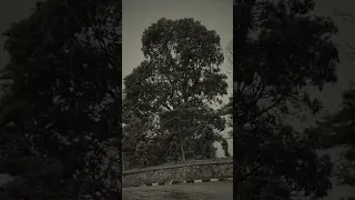 الليل وسماه    ونجومه وقمره     و أنتا و أنا  صدى  أم كلثوم دندنها