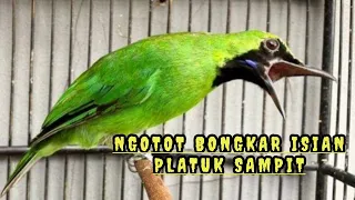 Download GACOR Ngotot Bongkar Isian PLATUK SAMPIT - Cucak Ijo bongkar Isian KASAR MP3