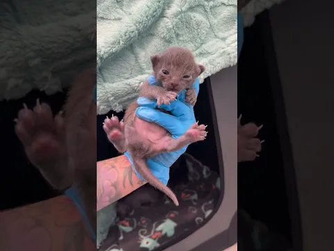 Update: Hippo the Hairless Kitten and her Furry Family