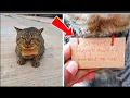 Download Lagu Je zult niet geloven wat deze kat deed toen ze 72 uur vermist was