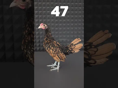 Civcivin 67 Günlük Gelişimi Altın Zibrit