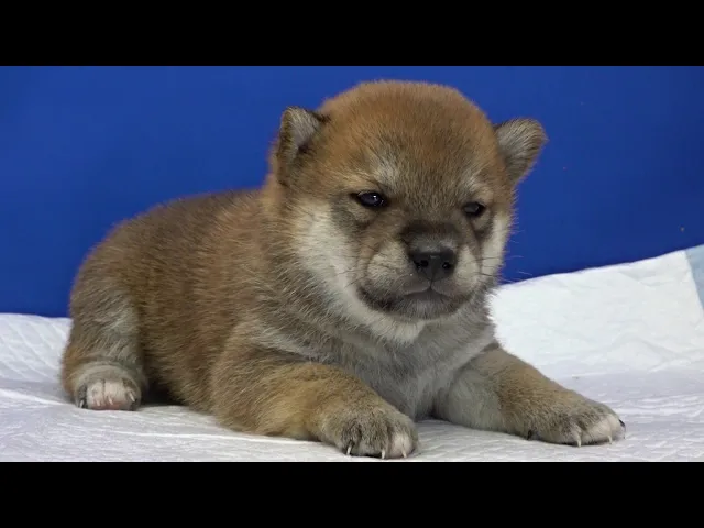 動画
