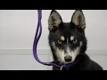 Have you ever seen a Miniature Husky