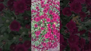 пісняпрокохання пісніпрокохання авторськамузика українськапісня новапісня хризантеми 