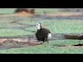 Lagu 水雉生態紀錄 下集 ( Brooding record of  Pheasant-tailed Jacana  Part II )