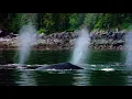 Echoes of Creation - David Arkenstone - Whale Section