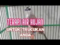 Lagu TERAPI AIR HUJAN UNTUK TRUCUK MALES BUNYI/OMBYOKAN/BAHAN