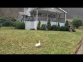 Hawk Alarm for chickens
