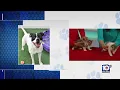 Humane Society of Broward County looking to find permanent homes for furry friends