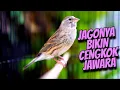 Download Lagu SUARA TAJAM CENGKOK MEWAH JAAWARA - MASTERAN KENARI ISIAN BLACKTHROAT GACOR SUARA JERNIH