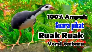 Download SUARA PIKAT ][ RUAK RUAK ][ JANTAN DAN BETINA ][ PILIHAN MP3