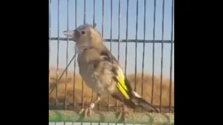 تغريد رائع لفرخ الحسون في عمر 5 أشهر 