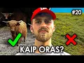 Download Lagu Hailenduzams Rojus, O Rapsui Vargas... // JAUNASIS ŪKININKAS #20